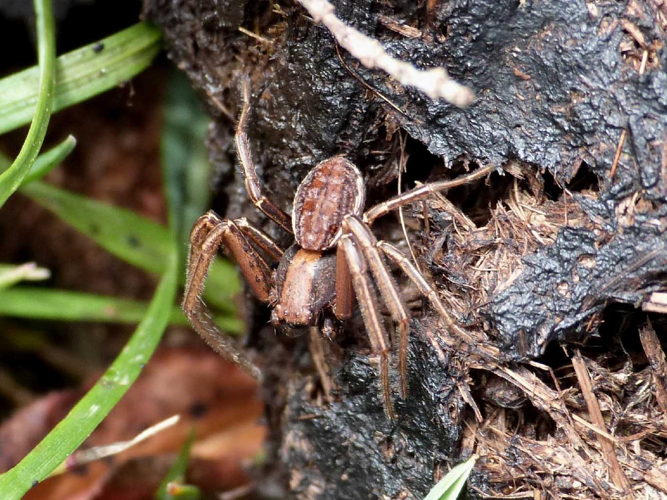 Maschio di Xysticus sp. - Villetta Barrea (AQ)